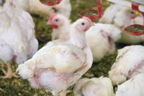 White Broiler Chicken For Meat And Poultry