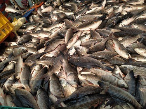Fresh Seafood Frozen Katla Fish For Household Restaurant And Purpose