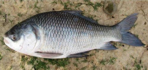 Frozen Sea Food Fresh Rohu Fish For Restaurant And Household
