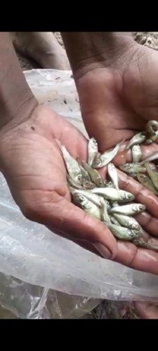  रेस्तरां और घरेलू उद्देश्य ताजा समुद्री भोजन फ्रोजन रोहू मछली 
