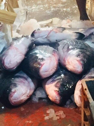 Sea Food Frozen Fresh Katla Fish For Restaurant And Household Purpose 