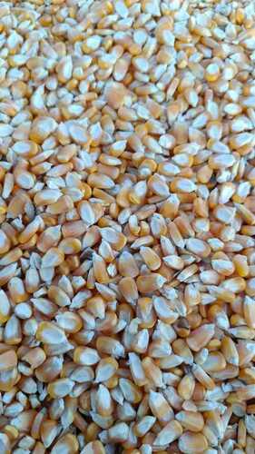 Wholesale Price Export Quality Dried and Cleaned Yellow Maize For Food and Cattle Feed