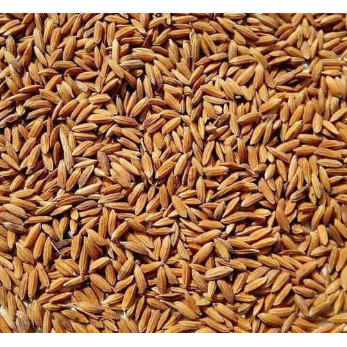 100% Indian Origin Dried Medium Grain Brown Raw Paddy Rice