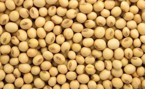 Rich In Protein And Fiber 100% Natural And Fresh Brown Whole Organic Soybean