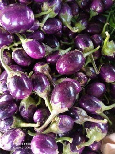 Soft And Sweet Great Source Of Good Health Fresh Purple Brinjal For Cooking