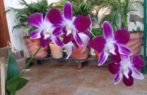 100 % Fresh Natural Eco Friendly Natural Orchid Flower Plant For Garden Shelf Life: 2 Months