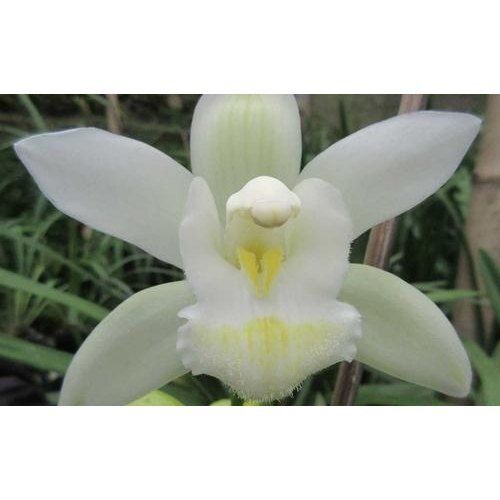 White 100 % Natural Fresh Fragrance Eco Friendly Cymbidium Orchid Flower 