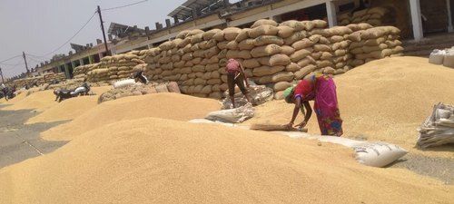 गोल्डन हाई फाइबर प्राकृतिक स्वादिष्ट स्वाद रासायनिक मुक्त स्वस्थ भूरे गेहूं के बीज