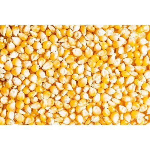 High Nutritious Protein Fiber Healthy Hybrid Maize Seeds 