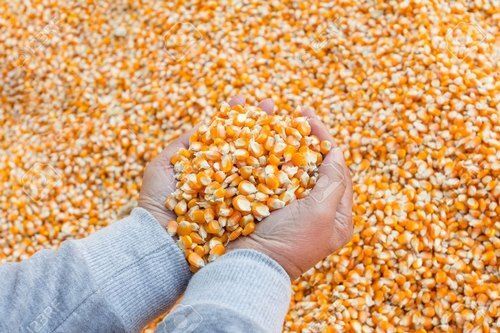Nutritious And Healthy Chemical Free Rich In Vitamins Yellow Corn Seeds
