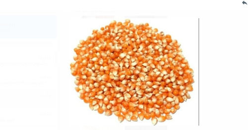 Rich In Vitamins, Minerals, Antioxidants 100% Natural And Pure Maize Seeds