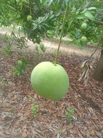 Green Wholesale Price Export Quality Badami Mango Fruit For Juice And Pulp