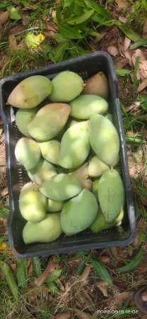 Green Wholesale Price Export Quality Fresh Totapuri Mango Fruit For Juice And Pulp