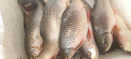 Wholesale Price Fresh Katla Fish Seafood For Hotel, Restaurant And Home