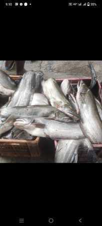 Seafood Wholesale Price Fresh Phungus Fish For Home, Hotel And Restaurant Use