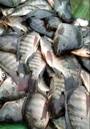 Wholesale Price Fresh Pure Breed Rohu Fish Seafood For Human Food