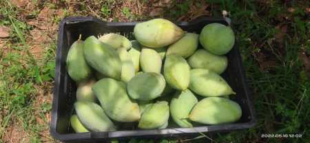 Green Wholesale Priceexport Quality Totapuri Mango Fruit For Juice And Pulp