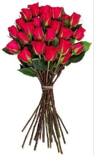 Red Gorgeous Look Skin Friendliness Attractive Dutch Rose Flower