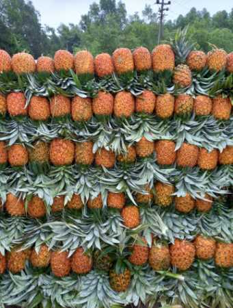 Wholesale Price Export Quality Fresh Pineapple Fruit For Juice and Pulp