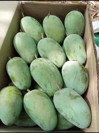 Wholesale Price Export Quality Ratnagiri Fresh Kesar Mango Fruit For Juice and Pulp