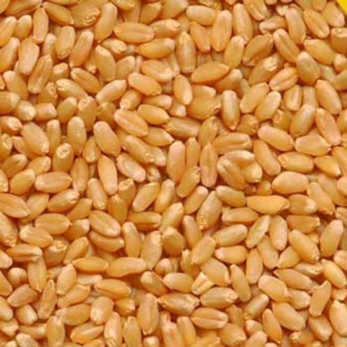 Pure A Grade Organically Cultivated Dried Light Brown Whole Wheat Grains