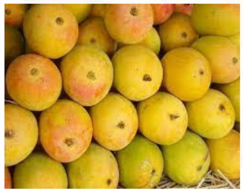 Common Rich In Vitamin A,C,K And Minerals 100% Natural Fresh Yellow Mango Fruit