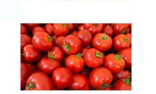 100% Pure And Natural Red Fresh Tomato Round Shape With 7 Days Shelf Life