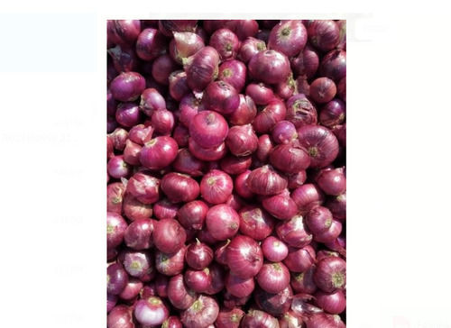 100% Pure And Natural Red Onions With 10 Days Shelf Life For Cooking