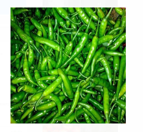 100% Fresh And Natural Green Chilli, Use For Cooking Purpose 