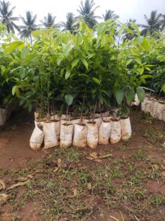 African Mahagony Plant For Nursery And Gardening