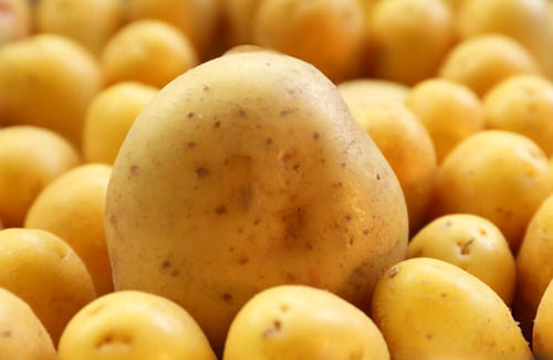 A Grade 100% Pure And Fresh Brown Potato,High Potassium Vitamin C And Iron Farm Fresh Preserving Compound: Raw