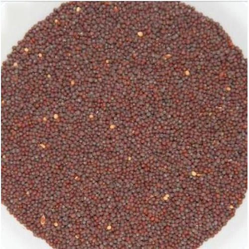 Aromatic And Flavourful Naturally Grown Pure Brown Mustard Seeds
