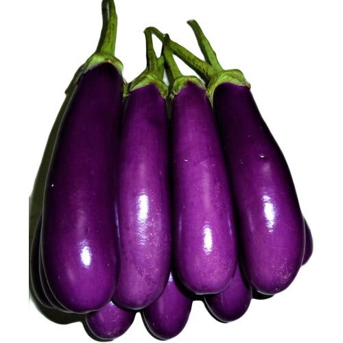 Long Shape Purple Fresh Raw Brinjal