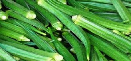 Naturally Grown Antioxidants And Vitamins Enriched Healthy Green Lady Finger