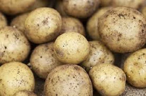 100% Natural Healthy Organic 50 Kg Tasty Delicious Red A Grade Potato Moisture (%): 20