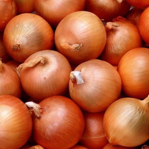 Brown Onion - Fresh Round Raw Onions | Natural Cultivation, Good For Health, No Pesticides, 5 Days Shelf Life