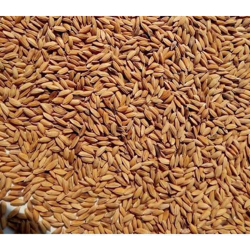 100 प्रतिशत शुद्ध गुणवत्ता और प्राकृतिक रूप से उगाए गए मध्यम दाने वाले भूरे धान का चावल टूटा हुआ (%): 1