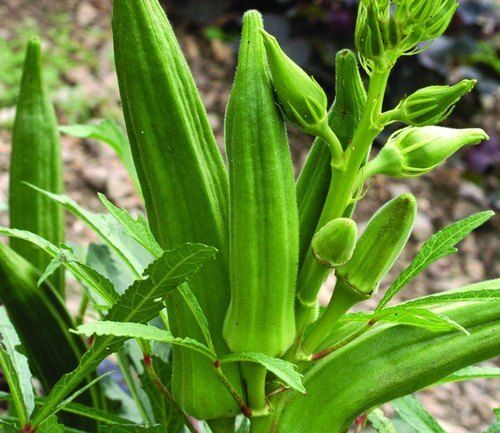 Healthy Farm Fresh Indian Origin Naturally Grown Vitamins Rich 100% Pure Green Lady Finger