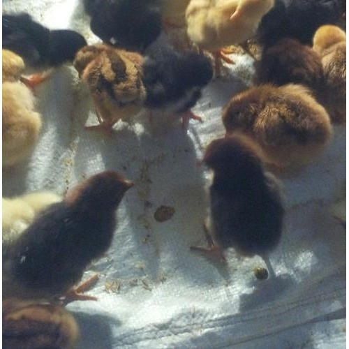 Healthy High Breed Brown And Yellow Color Disease Free Poultry Chicken Chicks
