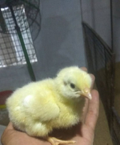 High Breed Healthy Diseases Free Small Size Chicken Chicks for Poultry Farming
