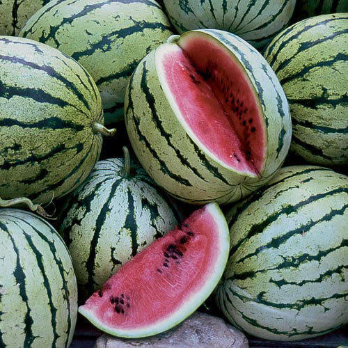 Tasty Healthy Farm Fresh Indian Origin Naturally Grown Vitamins Rich Sweet Watermelon 