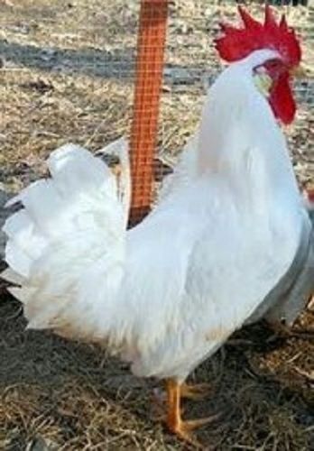 White Color Healthy High Breed Disease Free Chicken For Poultry Farming Use By Abhishek Poultry Farm