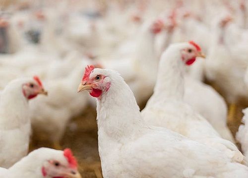 White Color High Breed Diseases Free Healthy Poultry Farming Chicken