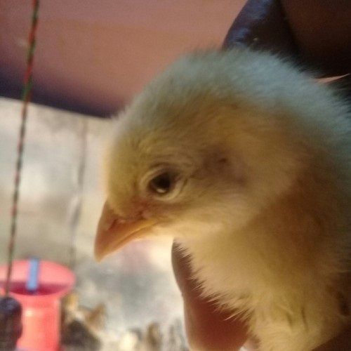 Yellow Color Healthy High Breed Small Size Chicken Chicks For Poultry Farming