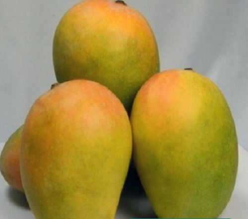 Yellow And Green Ovate Organic And Delicious Sweet Fresh Jumbo Kesar Mango Origin: India