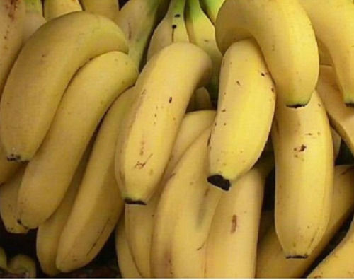 3 Dozen Food Grade Common Cultivated Healthy And Sweet Fresh Banana