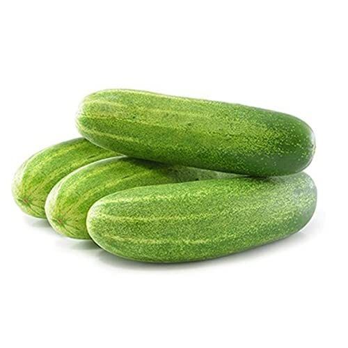 Light To Dark Green Coloured High Water Content And Crunchy Fresh Cucumbers