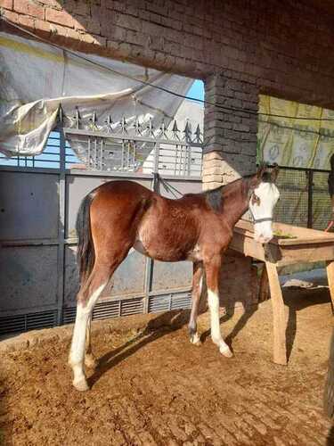 Brown Most Beautiful Horse Breeds