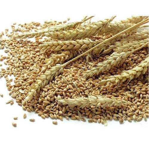 Protein Fibre Vitamins Chemicals Free Healthy Organic Wheat Grain 