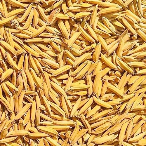 Natural Moisture 12% Admixture 0.5% Ash 19.20% Pure Yellow Paddy Seeds 21 Gram